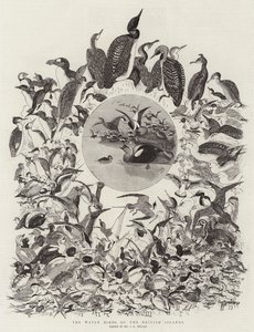 Las aves acuáticas de las islas británicas de John Everett Millais